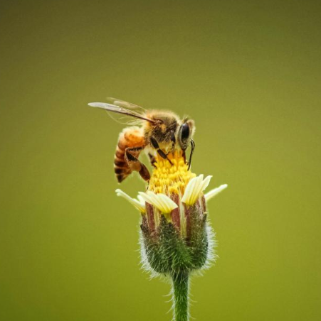 Image pollinisateur (abeilles)