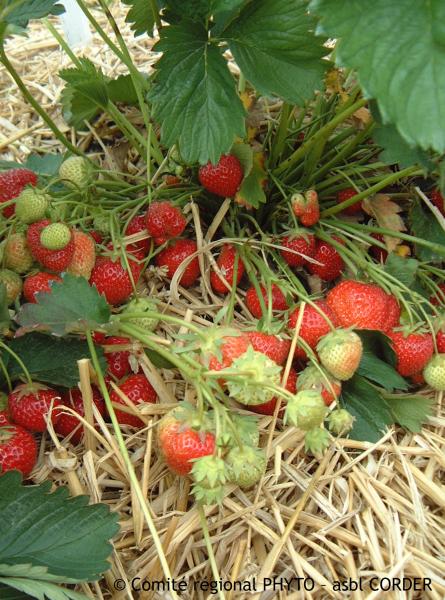 Paillage en culture de fraises pour limiter l'apparition d'adventices