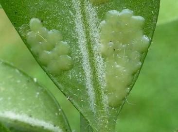 Oeufs de la pyrale (Cydalima perspectalis) sur feuille de buis