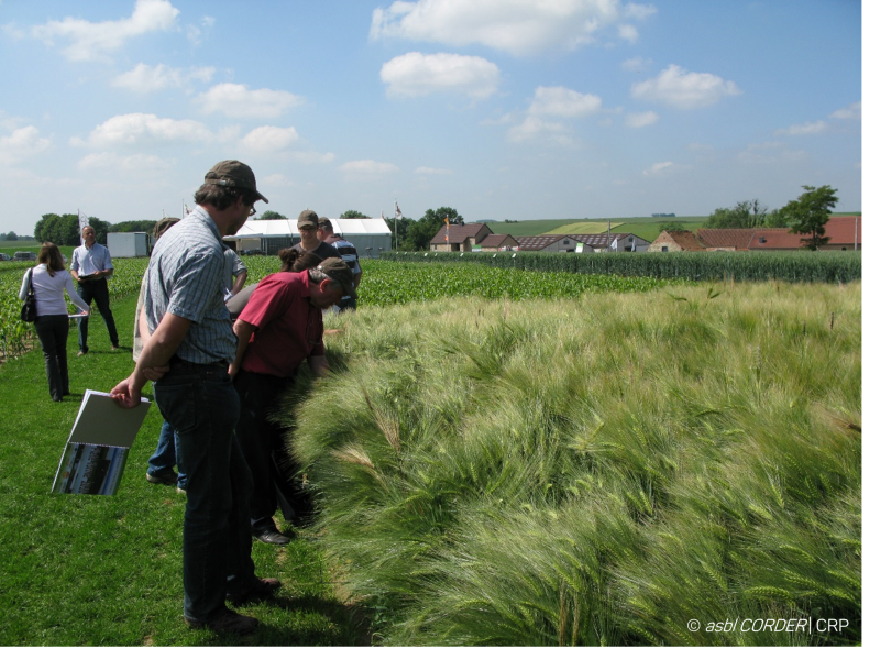 sélection d'une variété de céréale résistante aux maladies