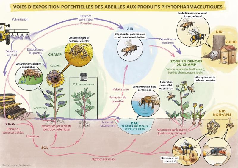 Article Spe8 - schéma abeilles