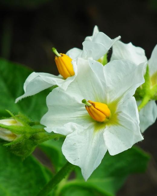 Pomme de terre en fleurs