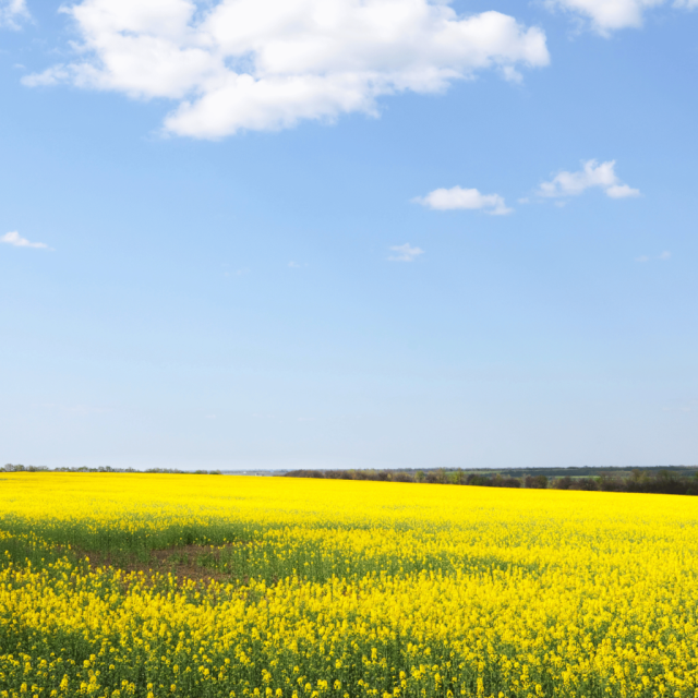Fond rétrospectives été
